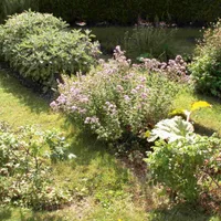 A small home herb garden with low flowering plants arranged in rectangular beds on a sunny lawn.