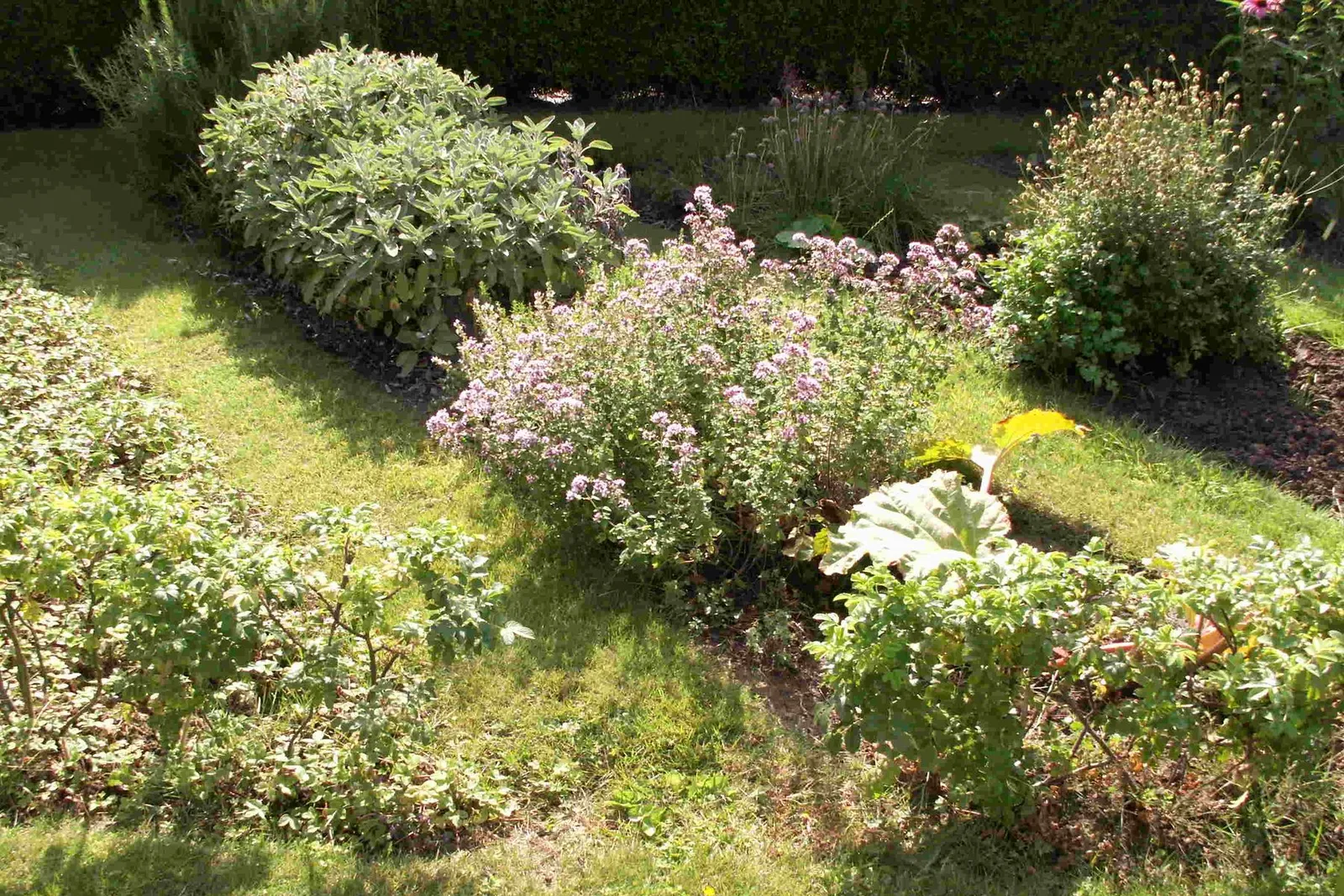 A small home herb garden with low flowering plants arranged in rectangular beds on a sunny lawn.