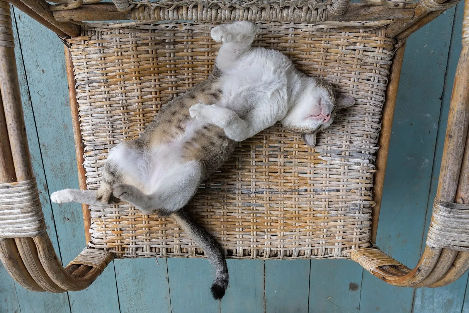 A tabby and white cat asleep on its back on a woven wicker armchair