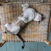 A tabby and white cat asleep on its back on a woven wicker armchair.