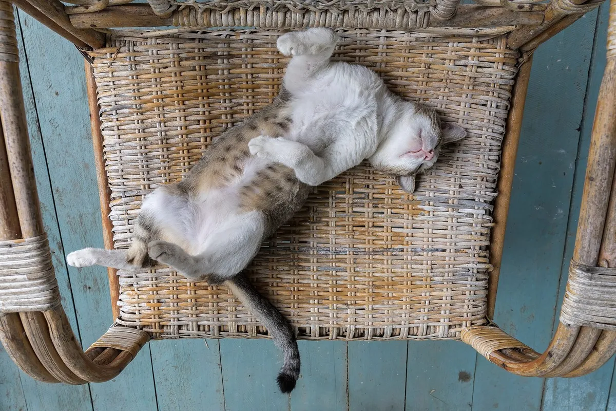 A tabby and white cat asleep on its back on a woven wicker armchair