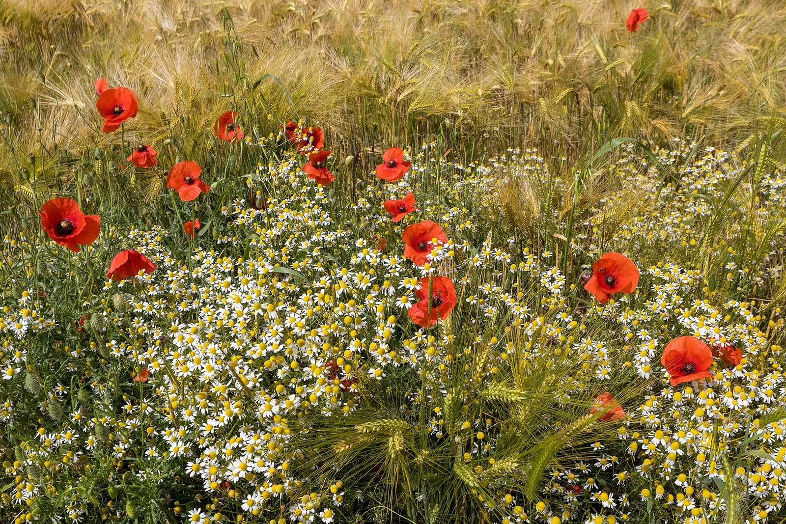 Wild chamomile flowers and scattered red poppies growing at the edge of a barley field.