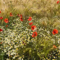 Wild chamomile flowers and scattered red poppies growing at the edge of a barley field.