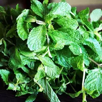 A generous bunch of fresh mint with bright, crinkled leaves.