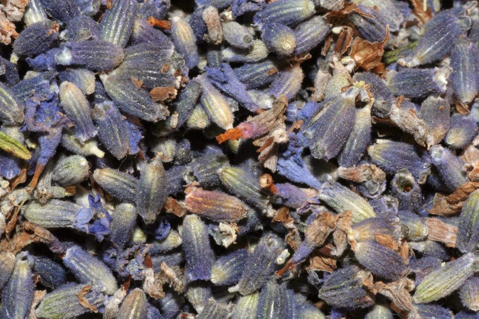 A close-up of dried lavender buds in muted purple and grey.