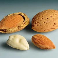 Almonds shown four ways: in the shell, with the shell cracked open, shelled, and blanched.