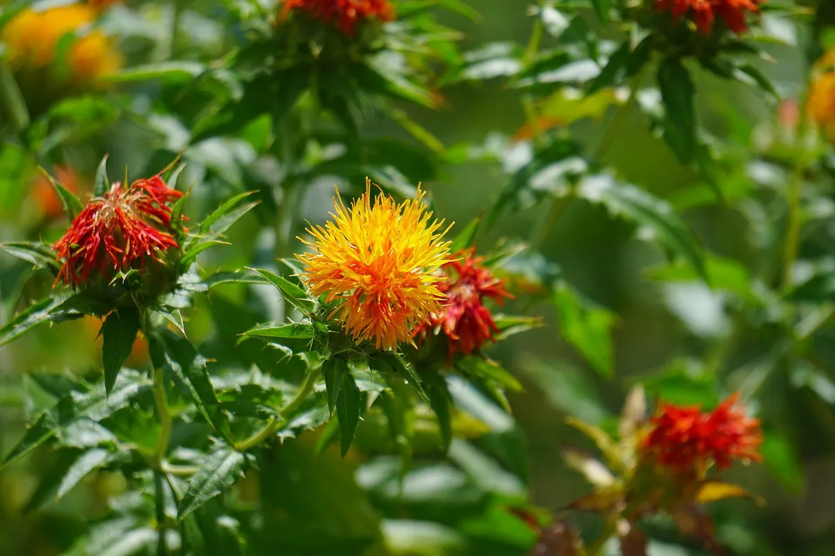 Orange and yellow safflower blooms on spiny green stems in a field