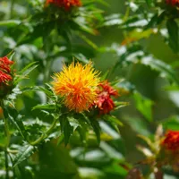 Orange and yellow safflower blooms on spiny green stems in a field.