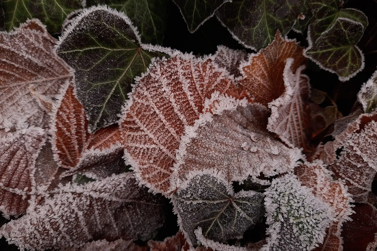 Ivy leaves edged with white frost crystals on a cold morning