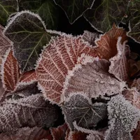 Ivy leaves edged with white frost crystals on a cold morning.