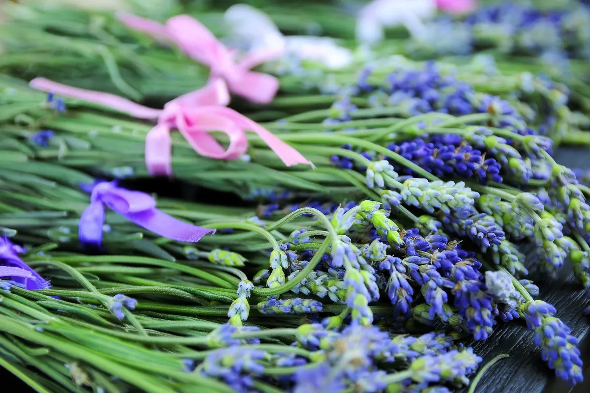 Bunches of fresh lavender tied with pink and purple ribbons, laid side by side.