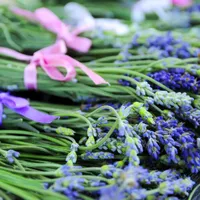 Bunches of fresh lavender tied with pink and purple ribbons, laid side by side.