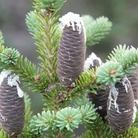 Upright purple-brown balsam fir cones streaked with white resin among short green needles.