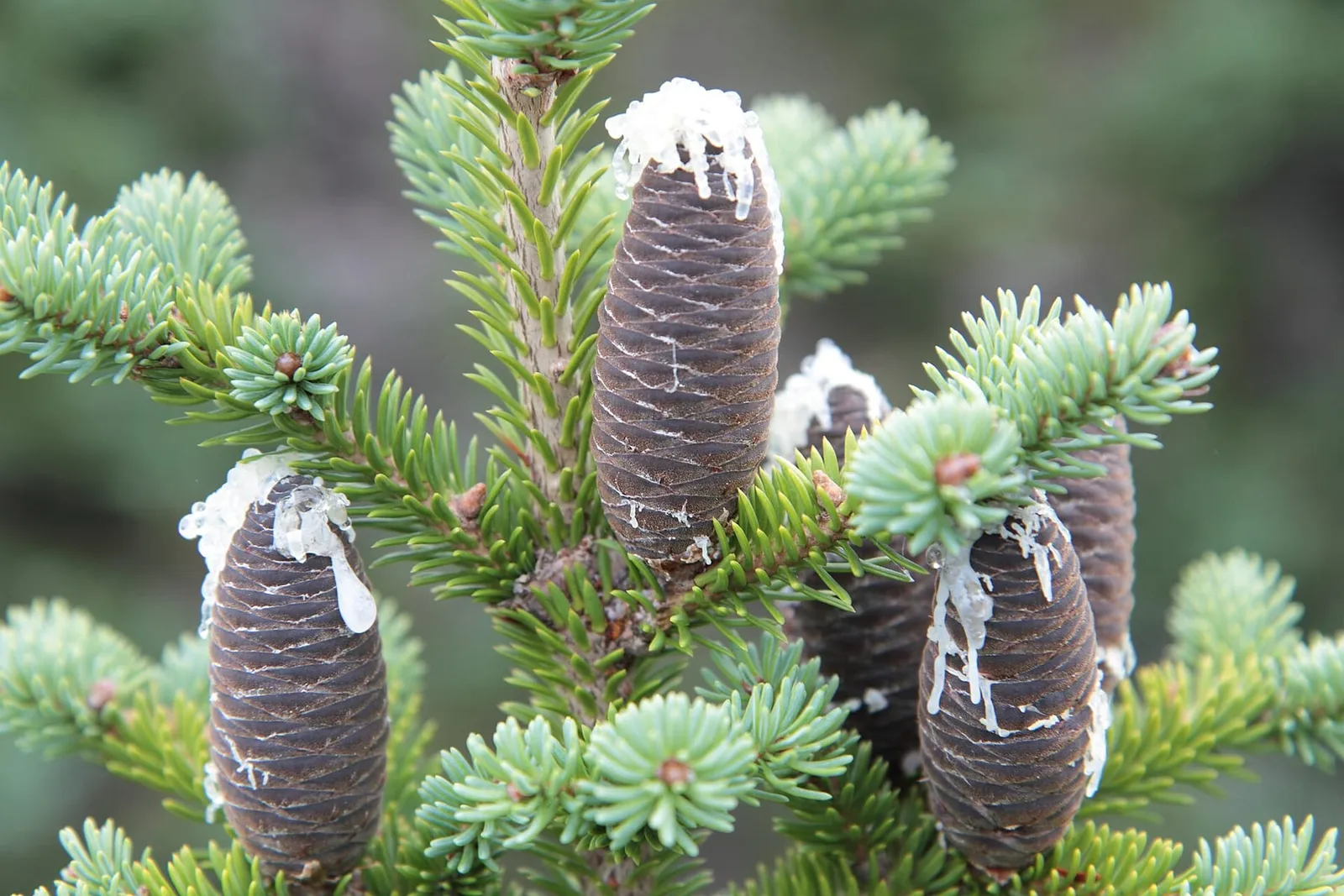 Upright purple-brown balsam fir cones streaked with white resin among short green needles.