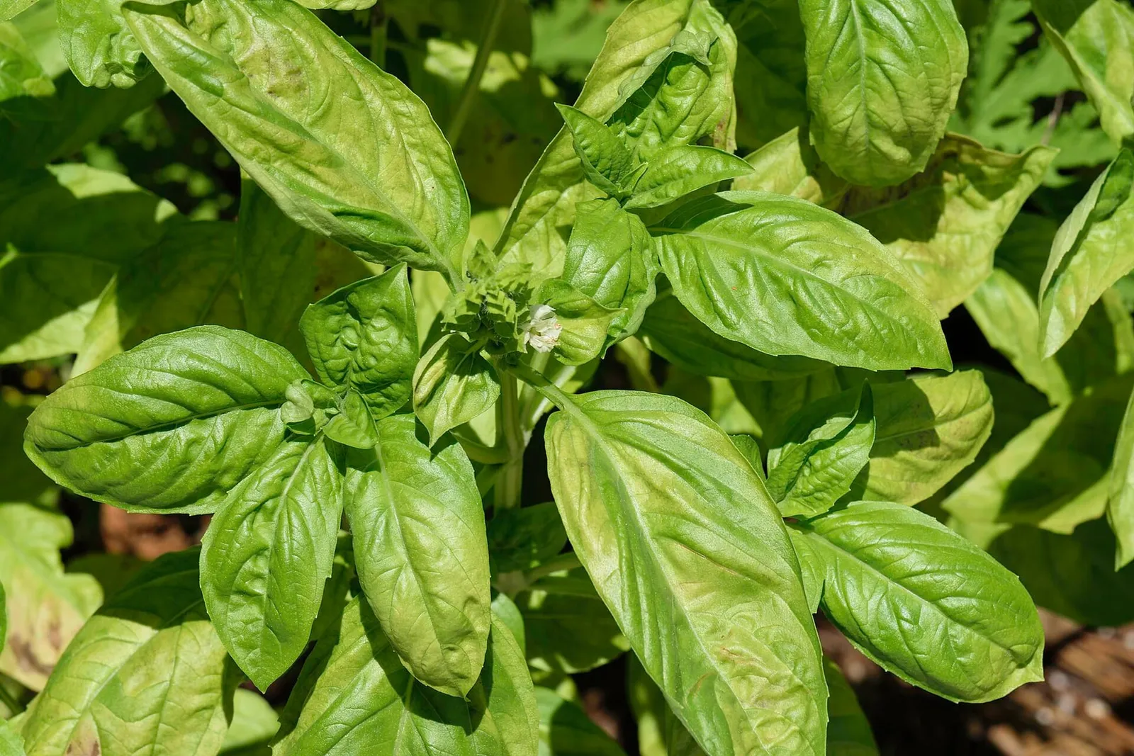 A bushy sweet basil plant with large bright green, slightly cupped leaves and a tiny white flower at its centre.