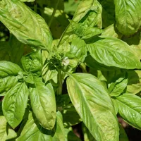 A bushy sweet basil plant with large bright green, slightly cupped leaves and a tiny white flower at its centre.