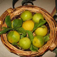 A woven basket filled with green and yellow bergamot fruits and a few of their leaves.