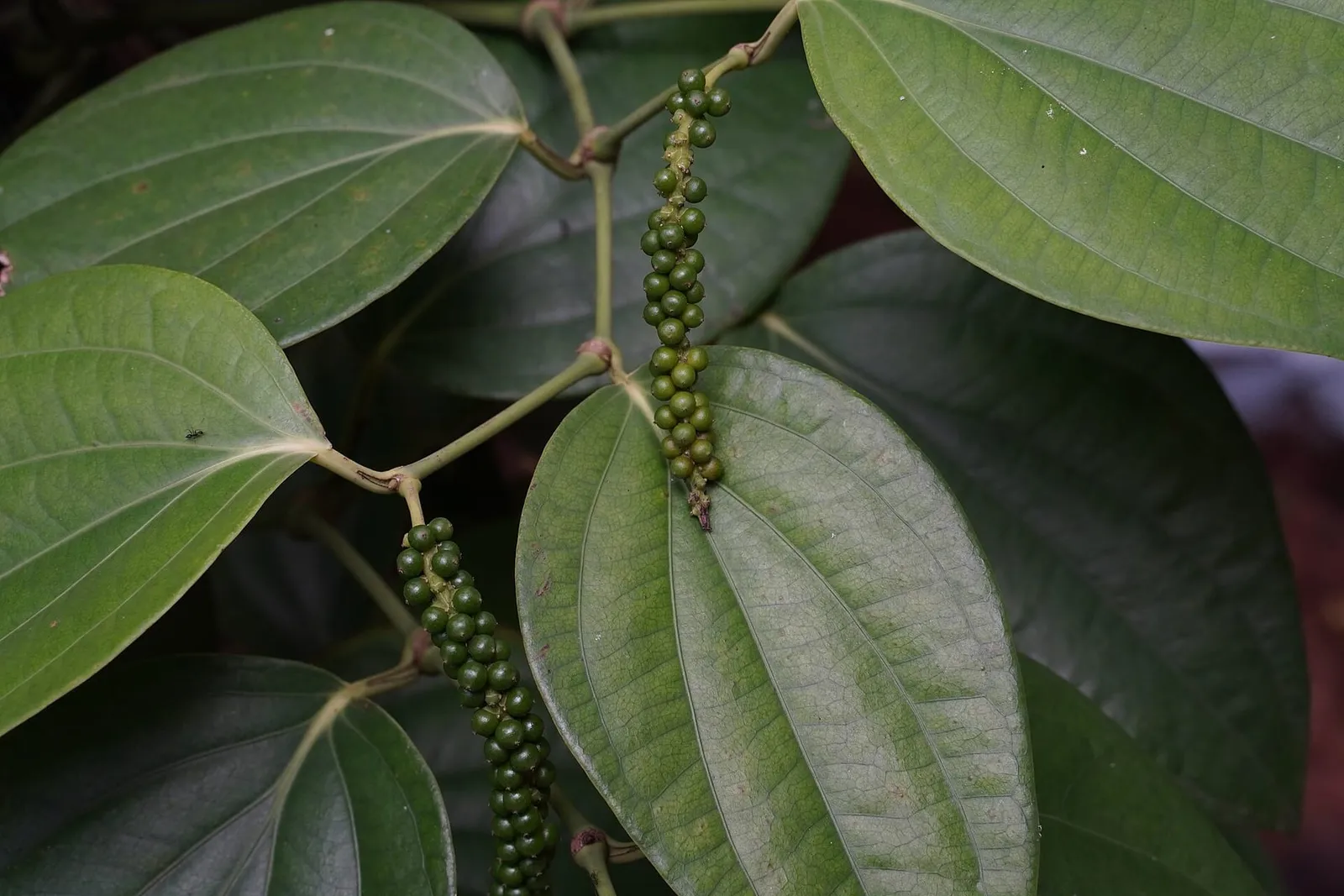 Two strings of green unripe peppercorns hanging among broad, glossy heart-shaped black pepper leaves.