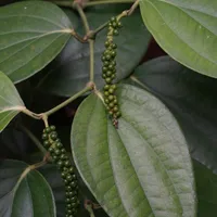 Two strings of green unripe peppercorns hanging among broad, glossy heart-shaped black pepper leaves.
