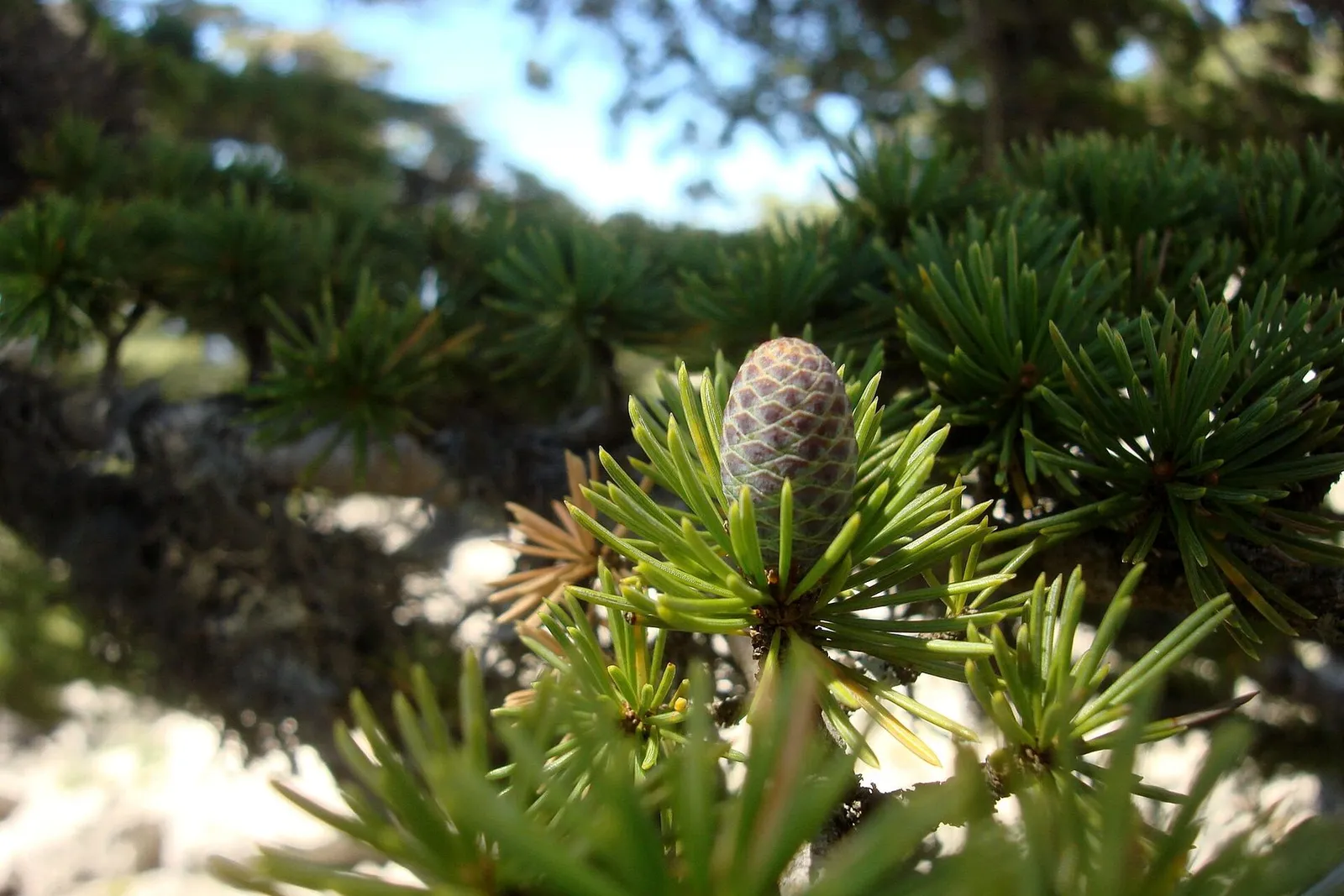 A young cone sitting upright among tufts of short needles on an Atlas cedar branch.