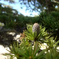 A young cone sitting upright among tufts of short needles on an Atlas cedar branch.