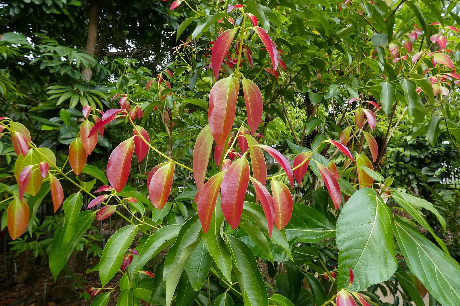 A cinnamon tree with glossy green leaves and red-tinged new growth at the tips of its branches.