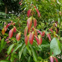 A cinnamon tree with glossy green leaves and red-tinged new growth at the tips of its branches.