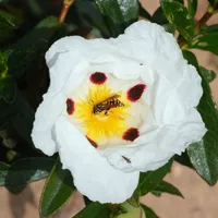 A white rock rose flower with crinkled petals, dark red blotches and a yellow centre visited by a small hoverfly.