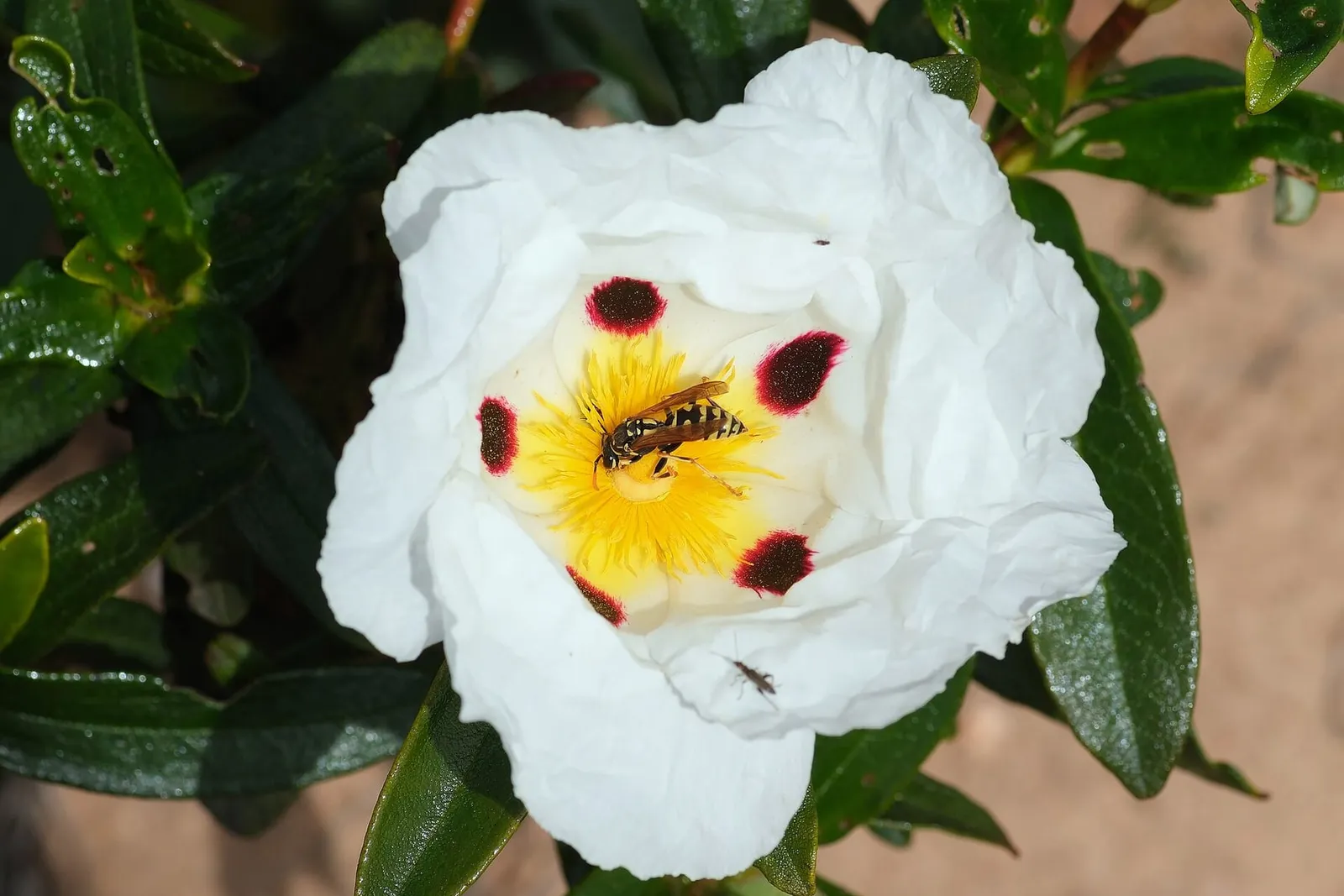 A white rock rose flower with crinkled petals, dark red blotches and a yellow centre visited by a small hoverfly.