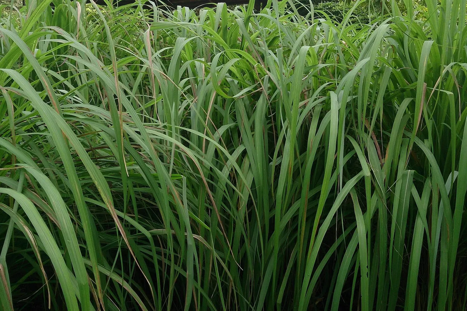 A dense clump of tall, narrow green citronella grass blades growing upright.