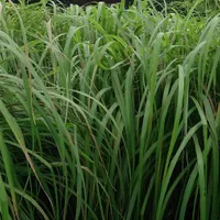 A dense clump of tall, narrow green citronella grass blades growing upright.
