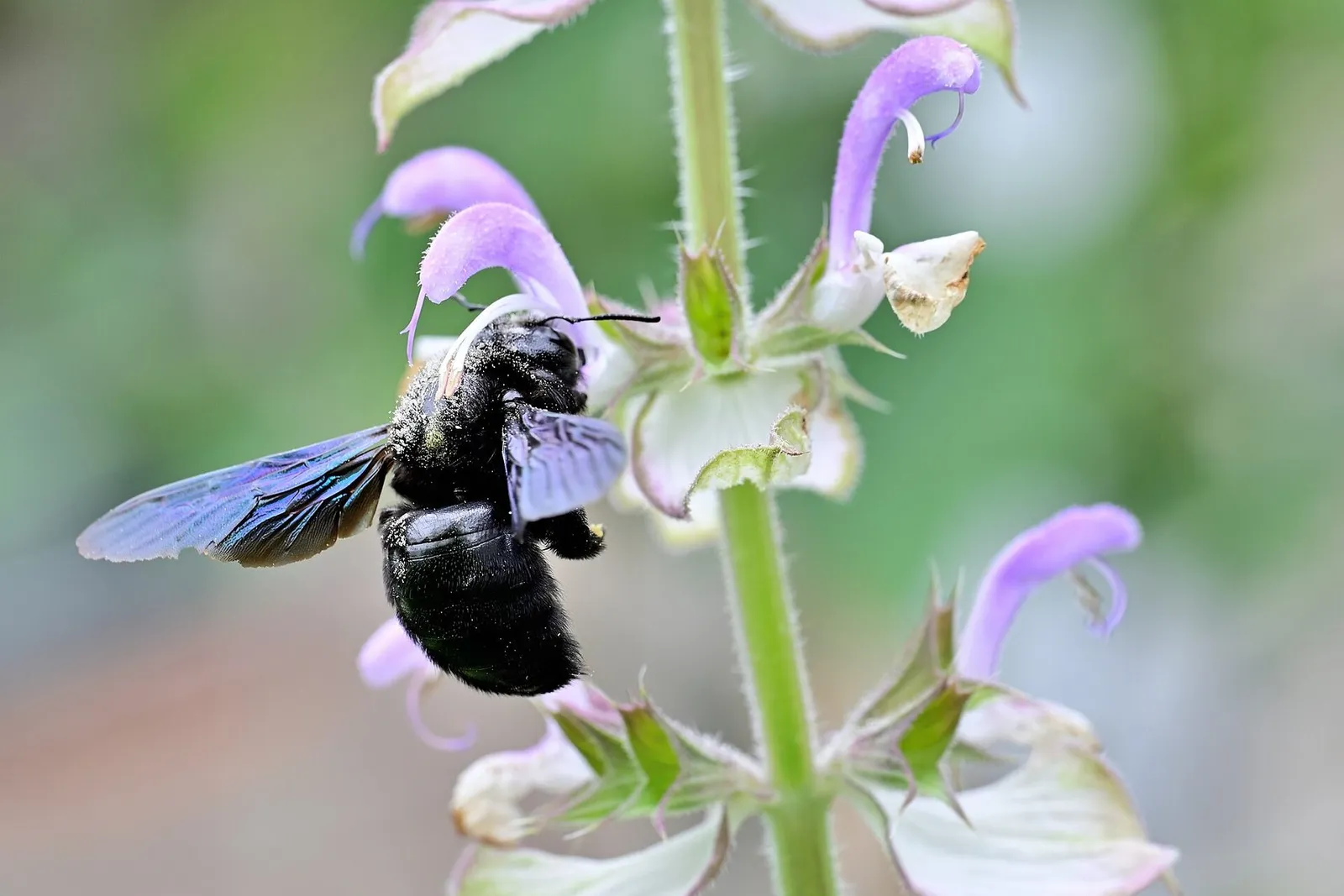A stem of lilac and white clary sage flowers with a carpenter bee feeding on one bloom.