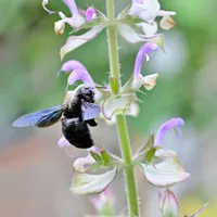 A stem of lilac and white clary sage flowers with a carpenter bee feeding on one bloom.