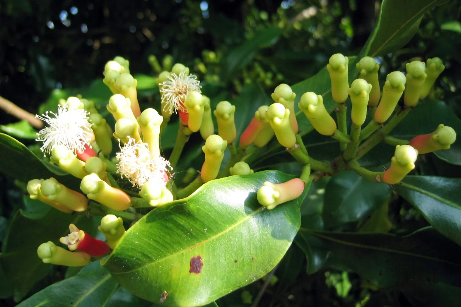 Clusters of unopened clove buds, some just flowering, on a branch among glossy leaves.