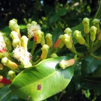 Clusters of unopened clove buds, some just flowering, on a branch among glossy leaves.