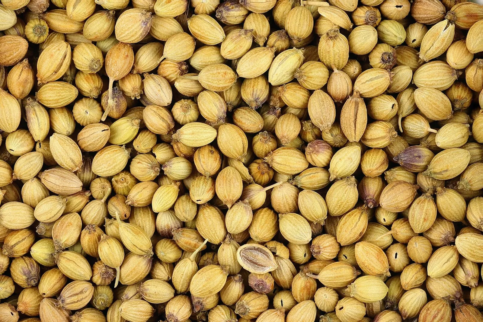 A close view of many round, ridged, pale tan coriander seeds filling the frame.