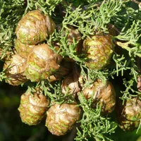 Rounded green and brown cypress cones clustered among scale-like Mediterranean cypress foliage.