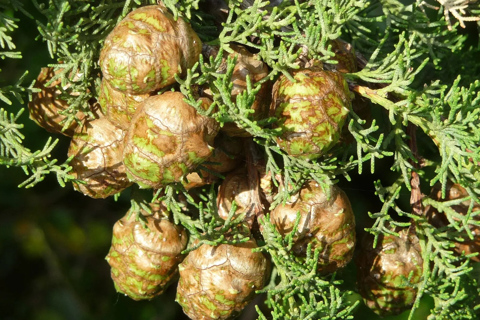 Rounded green and brown cypress cones clustered among scale-like Mediterranean cypress foliage.