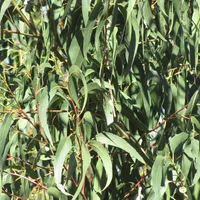 Long, narrow blue-green eucalyptus leaves hanging densely from slender branches.