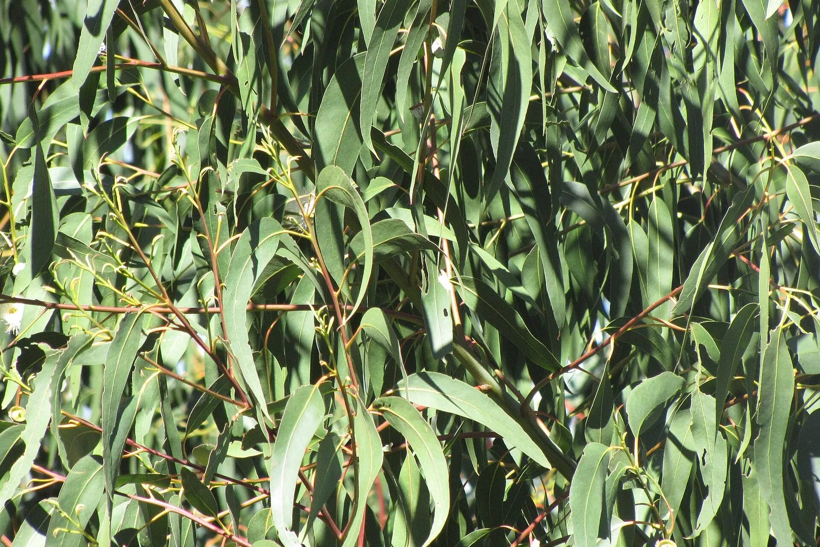 Long, narrow blue-green eucalyptus leaves hanging densely from slender branches.