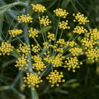 A wide umbel of small yellow sweet fennel flowers above fine, thread-like green foliage.