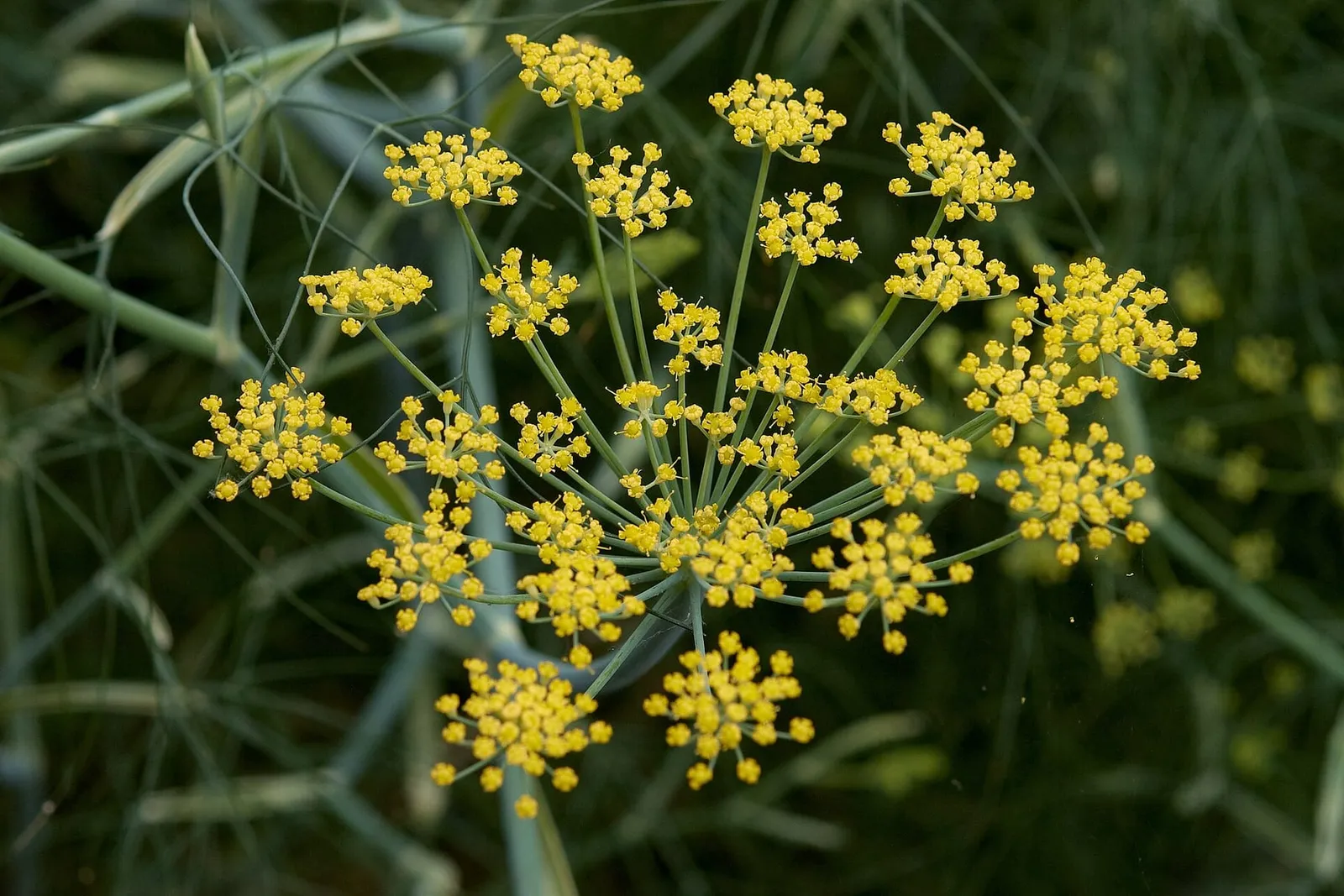 A wide umbel of small yellow sweet fennel flowers above fine, thread-like green foliage.