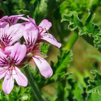 Pale pink rose geranium flowers with darker veins, above deeply cut green leaves.