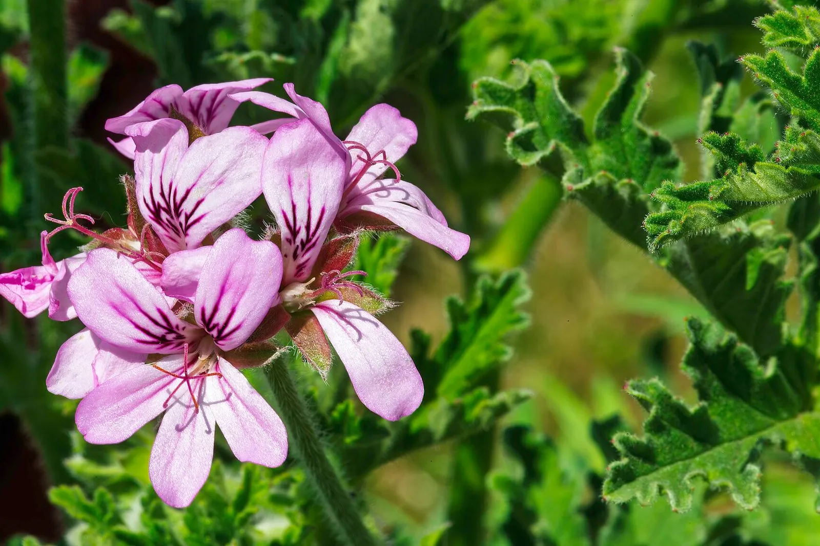 Pale pink rose geranium flowers with darker veins, above deeply cut green leaves.