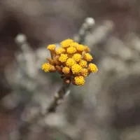 A tight cluster of golden-yellow helichrysum flower heads on a silvery stem against a soft blurred background.