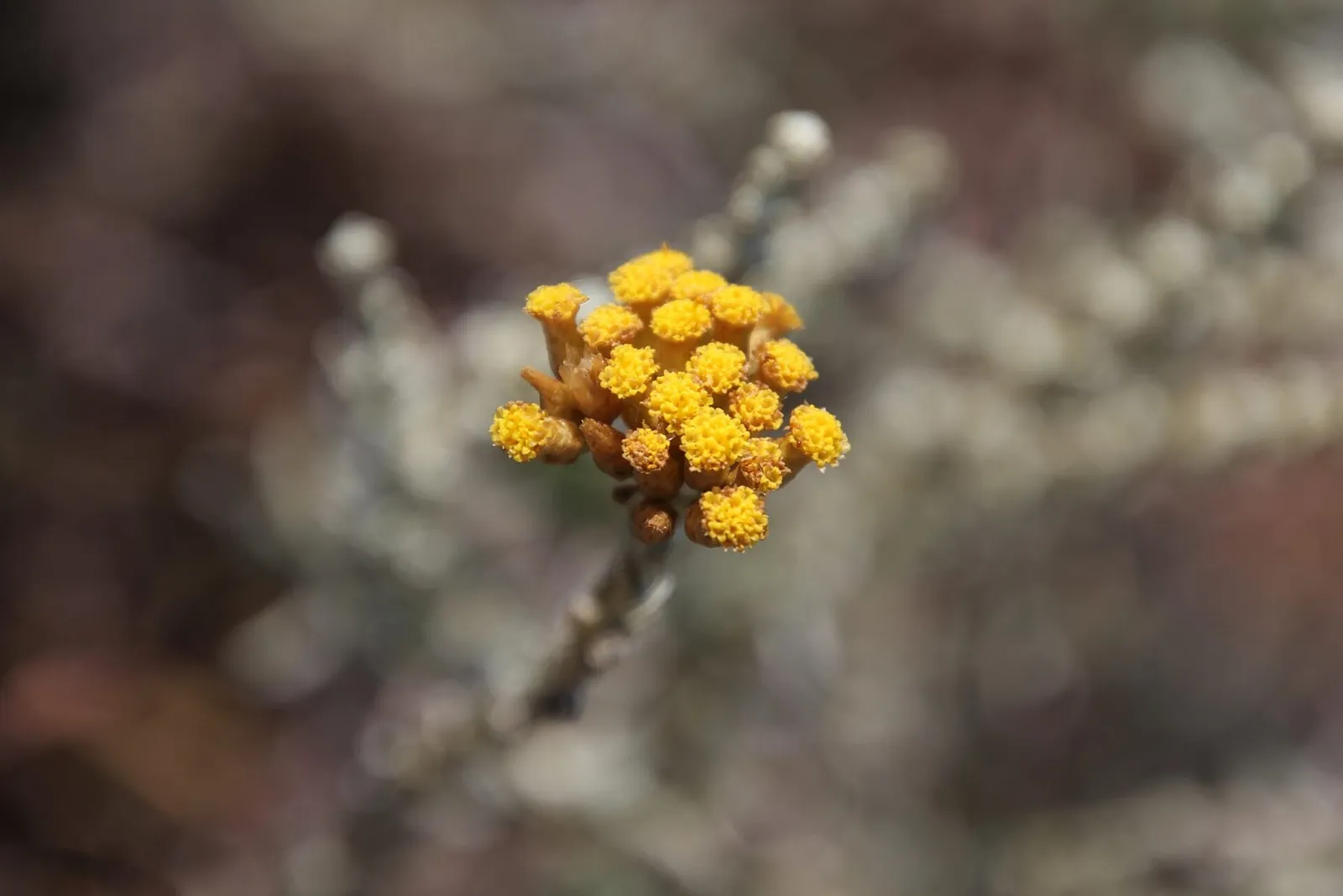 A tight cluster of golden-yellow helichrysum flower heads on a silvery stem against a soft blurred background.