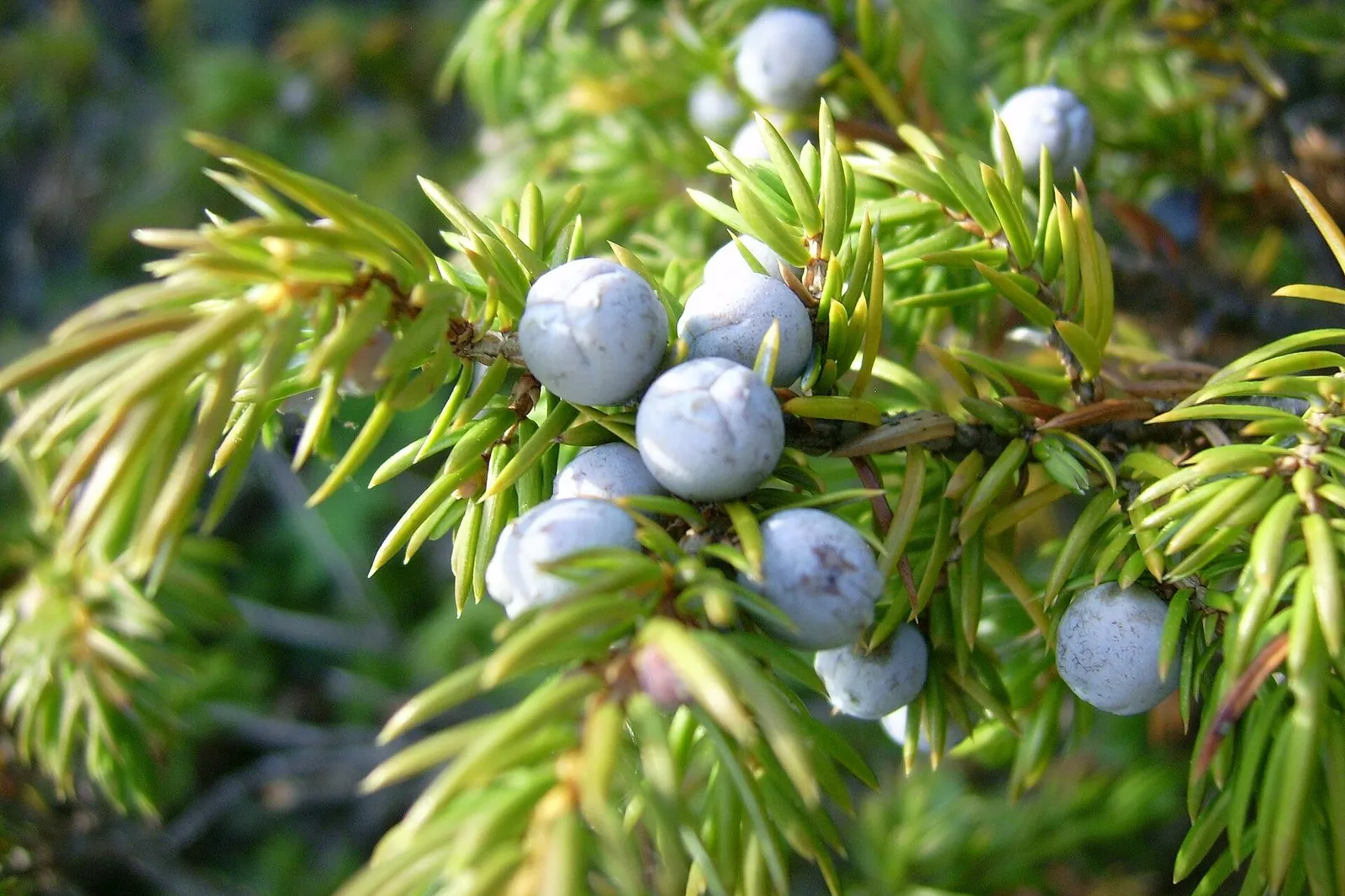 Dusty blue juniper berries clustered among sharp green needles.