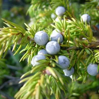 Dusty blue juniper berries clustered among sharp green needles.