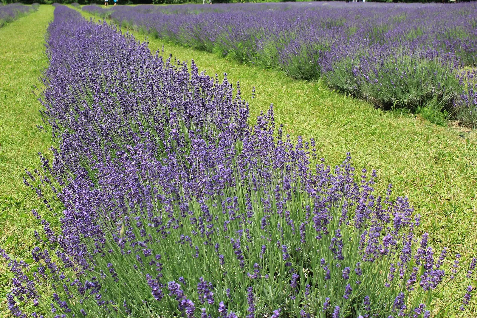 Long rows of flowering lavender running across a field, with mown grass between them.