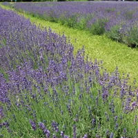 Long rows of flowering lavender running across a field, with mown grass between them.
